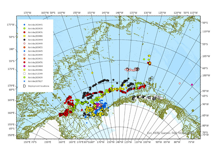 2022Antarcticminkewhales