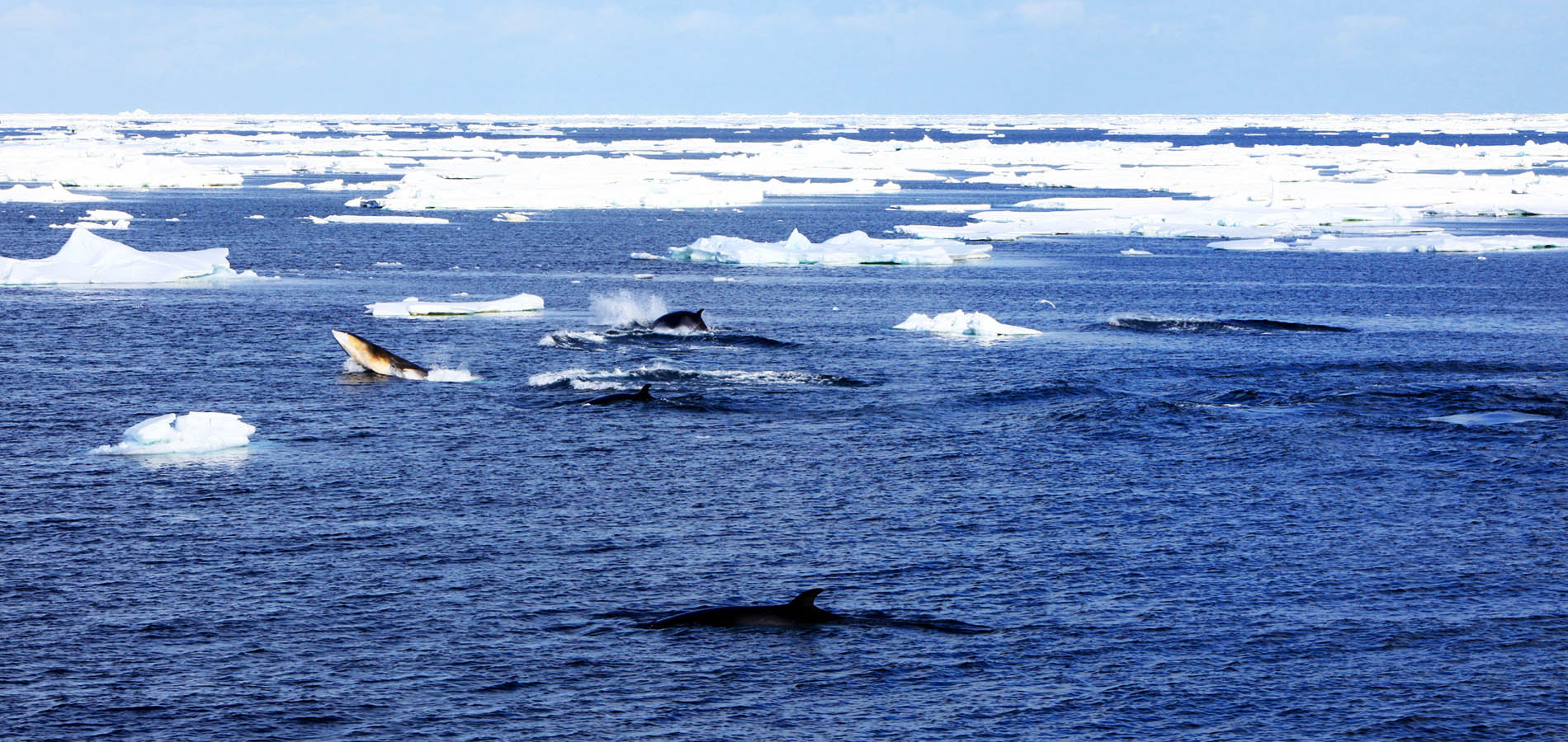 日本鯨類研究所は水産資源の適切な管理と利用に寄与することを目的とする