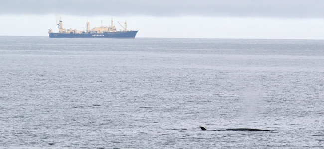 日鯨研の活動及び関連する最新情報（プレスリリース）