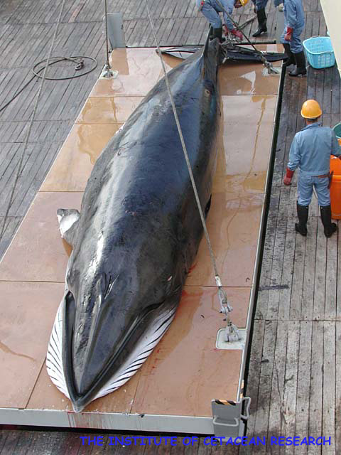 一財 日本鯨類研究所 ミンククジラ体重計測