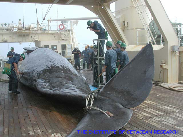マッコウ クジラ 英語