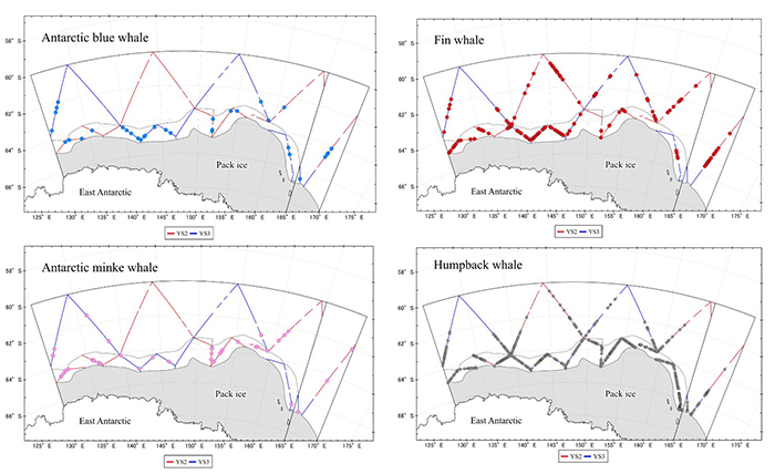 baleen whale species