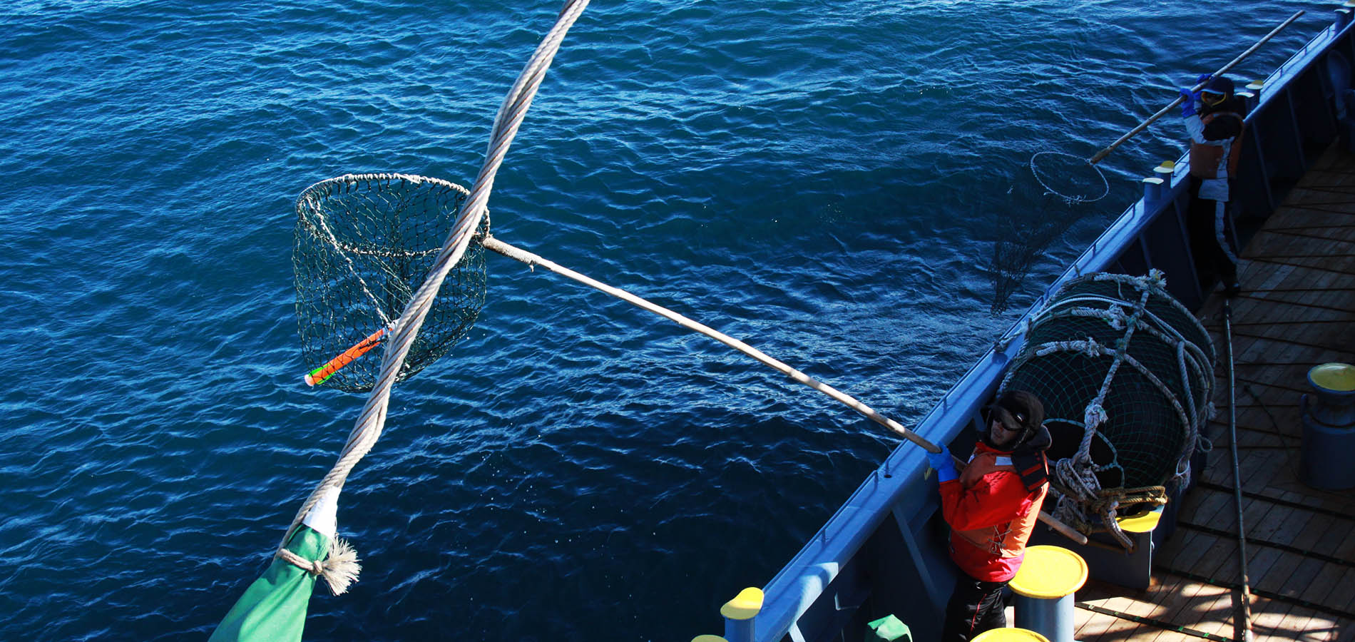 ICR research activities include non-lethal sighting surveys to evaluate resource abundance, a cetacean DNA registry and a marine mammal stranding record database
