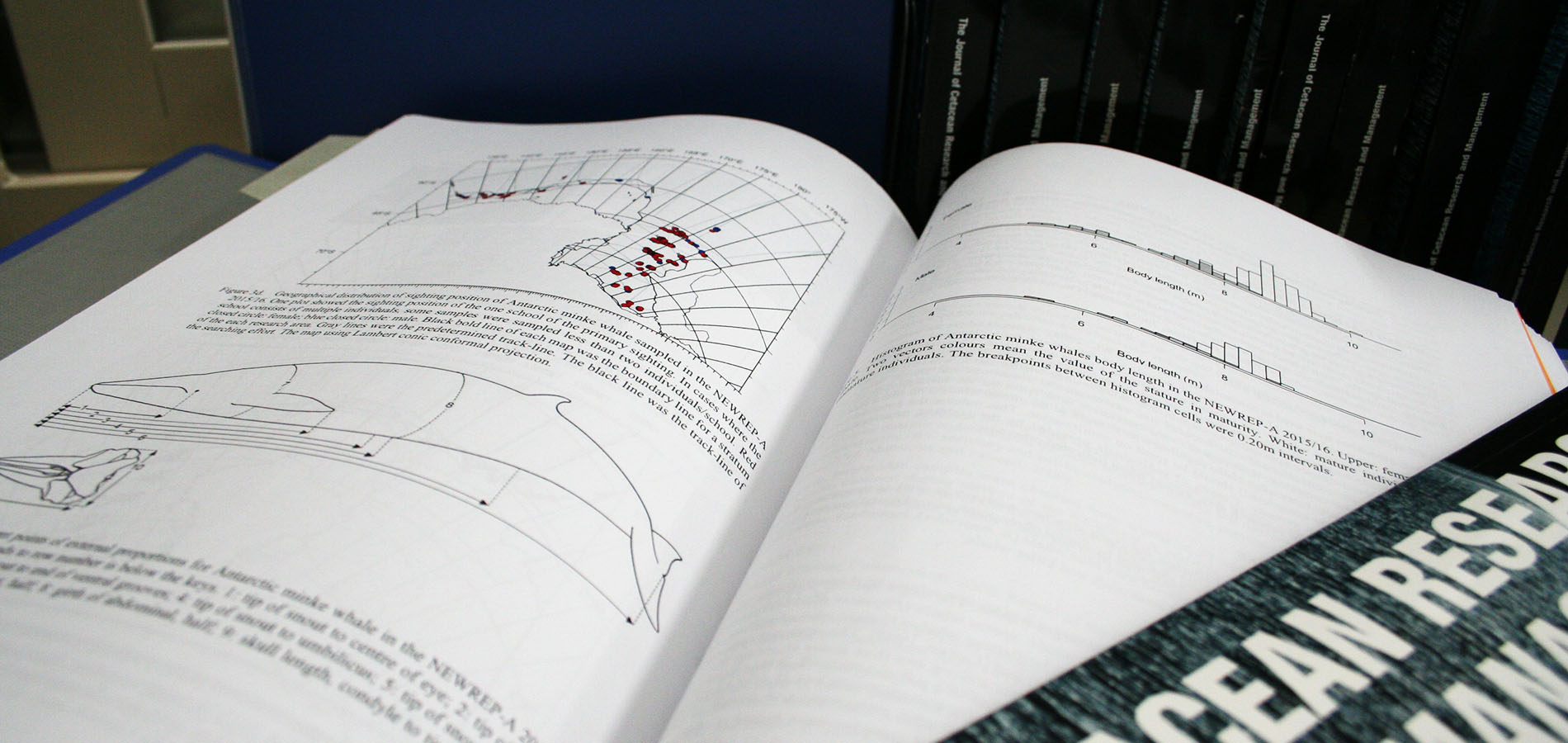 Find out about previous and ongoing whale research plans, research results and achievements, scientific papers and other publications 